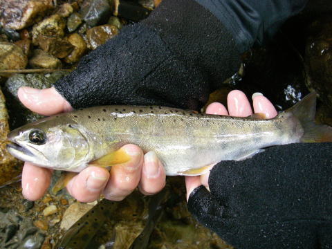 左写真上から2匹目・つがいの♂(?)9寸